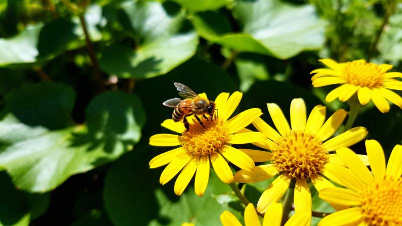 蜜蜂采蜜花丛中图片