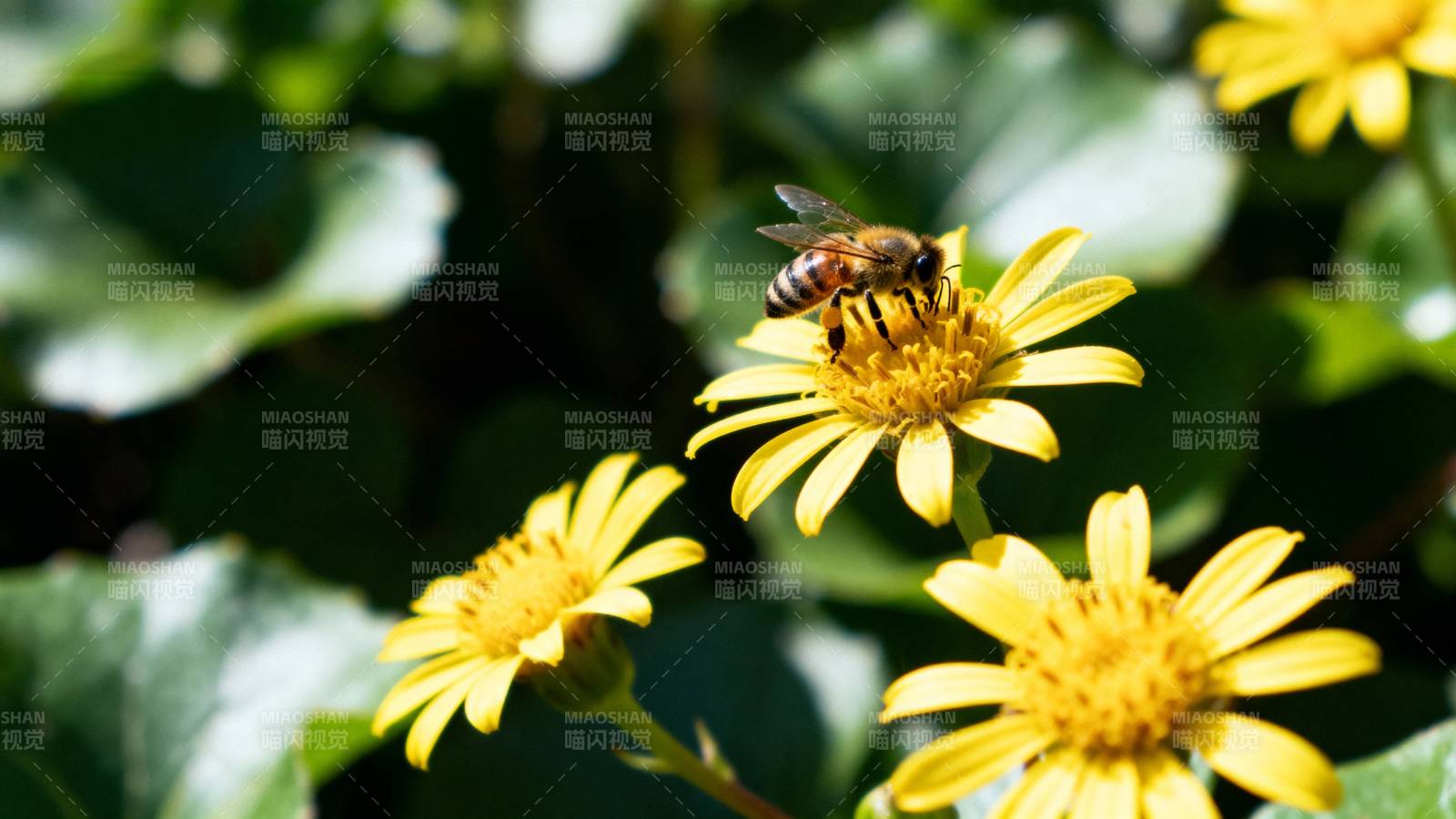 蜜蜂采蜜花丛中图片