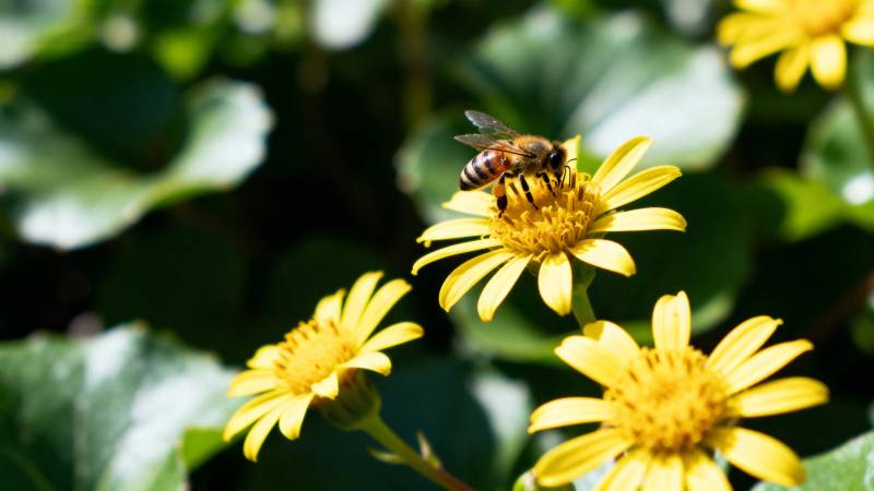 蜜蜂采蜜花丛中图片