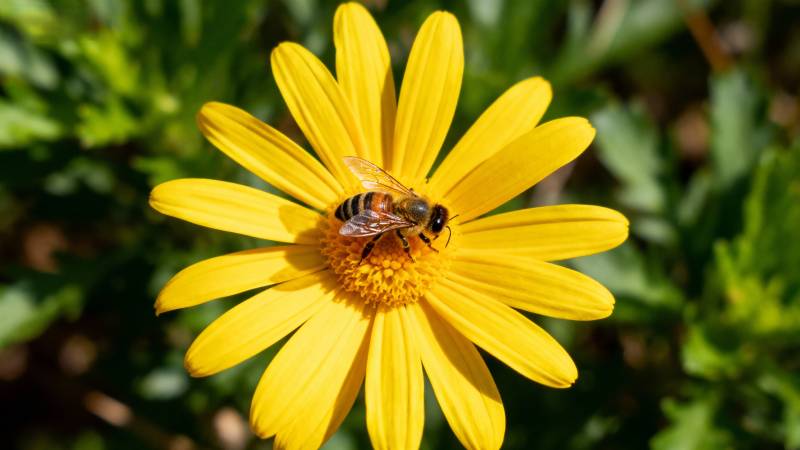 蜜蜂采蜜于黄花图片