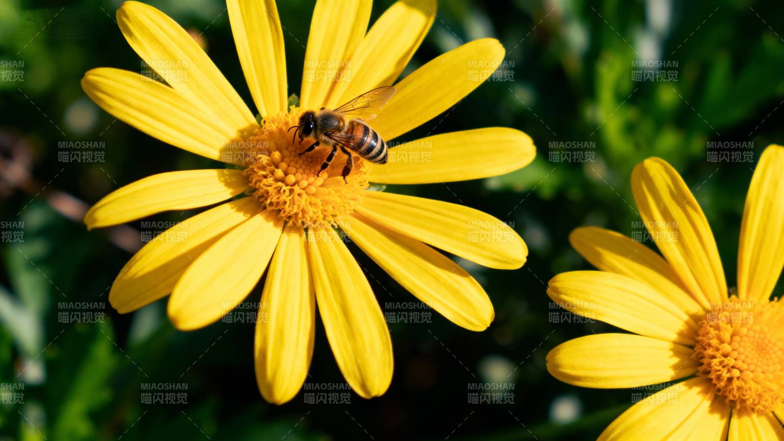 蜜蜂采蜜花间图片