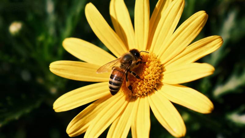 蜜蜂采蜜花间图片