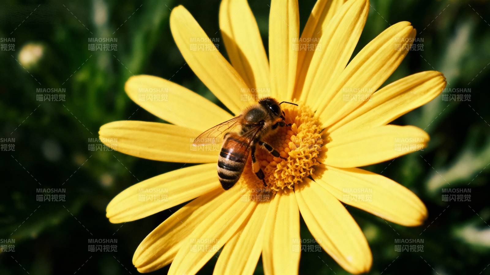 蜜蜂采蜜花间图片