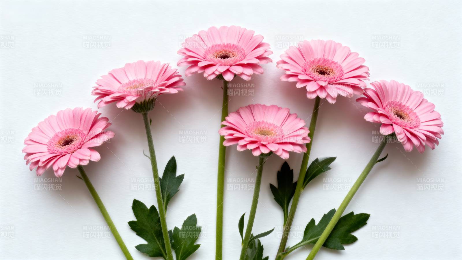 粉菊绽放 清新雅致图片