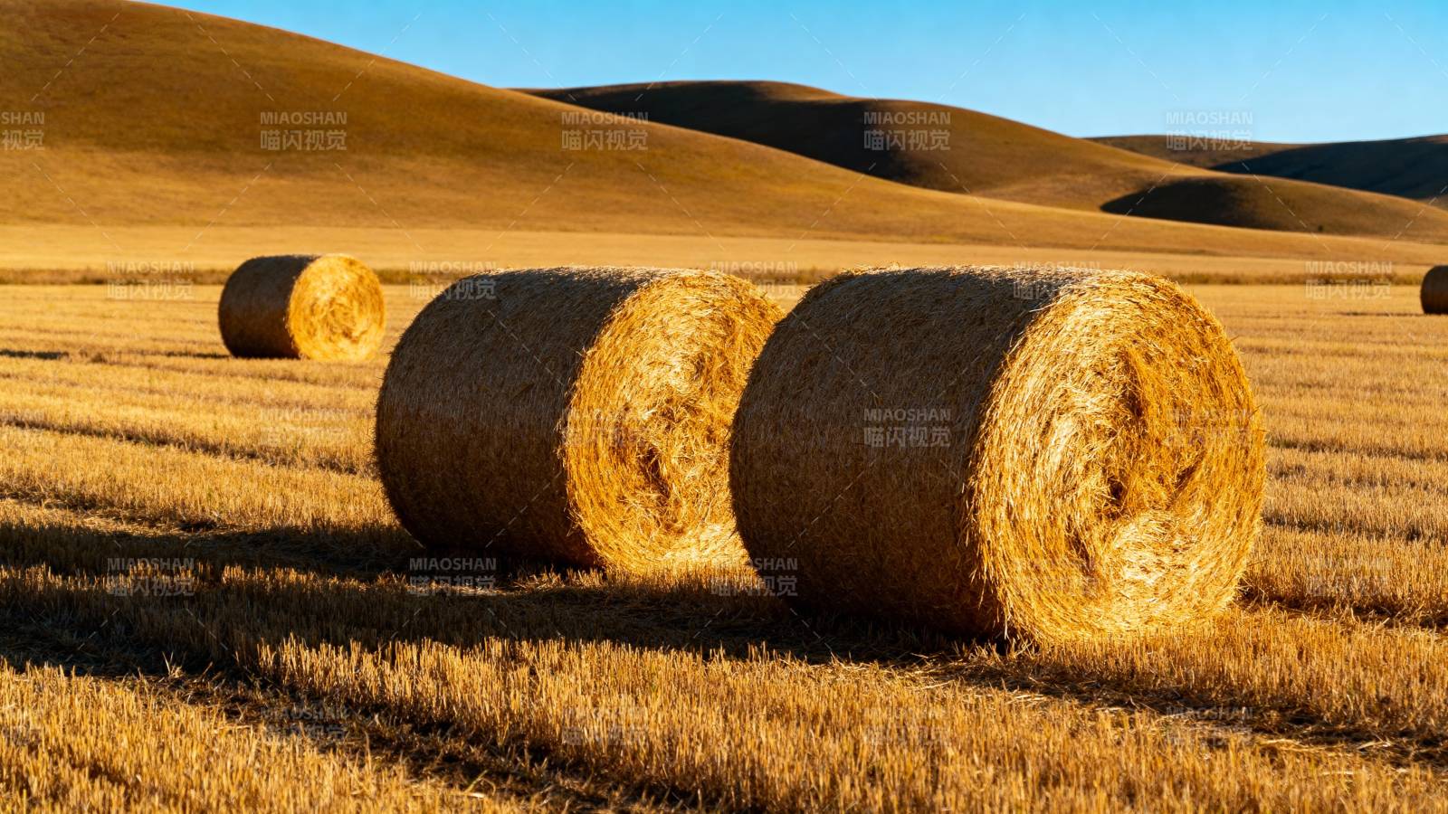金秋麦田草垛图片