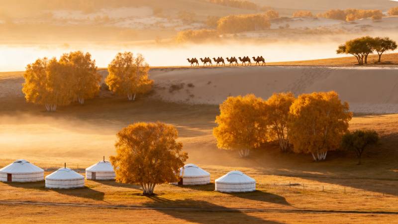 草原晨曦驼影图片