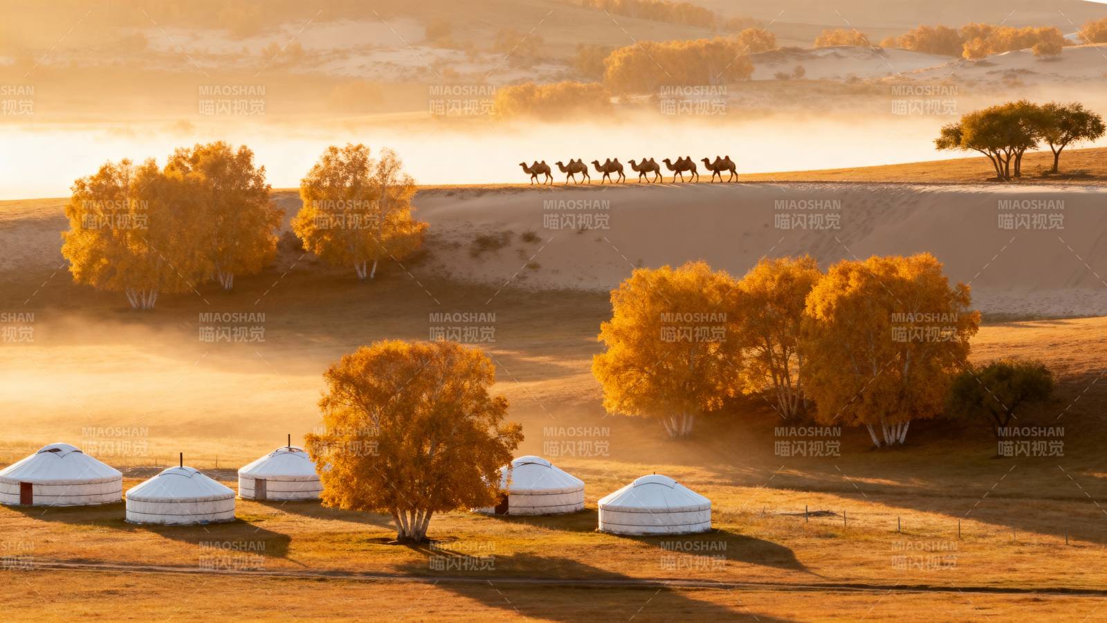 草原晨曦驼影图片