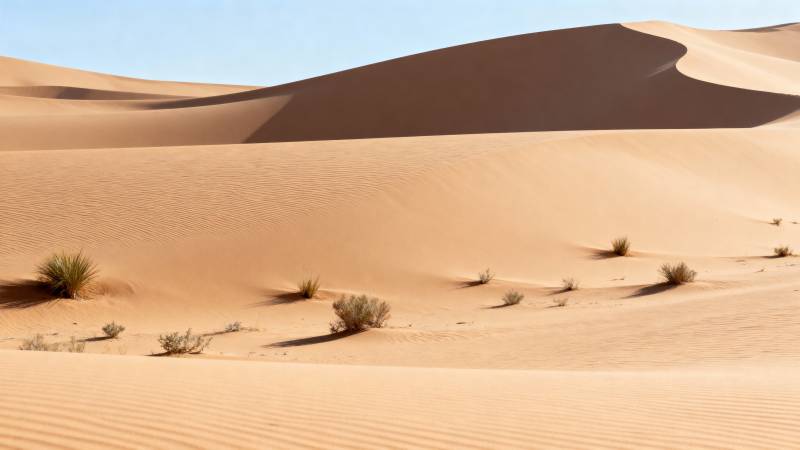 沙漠沙丘与绿植图片