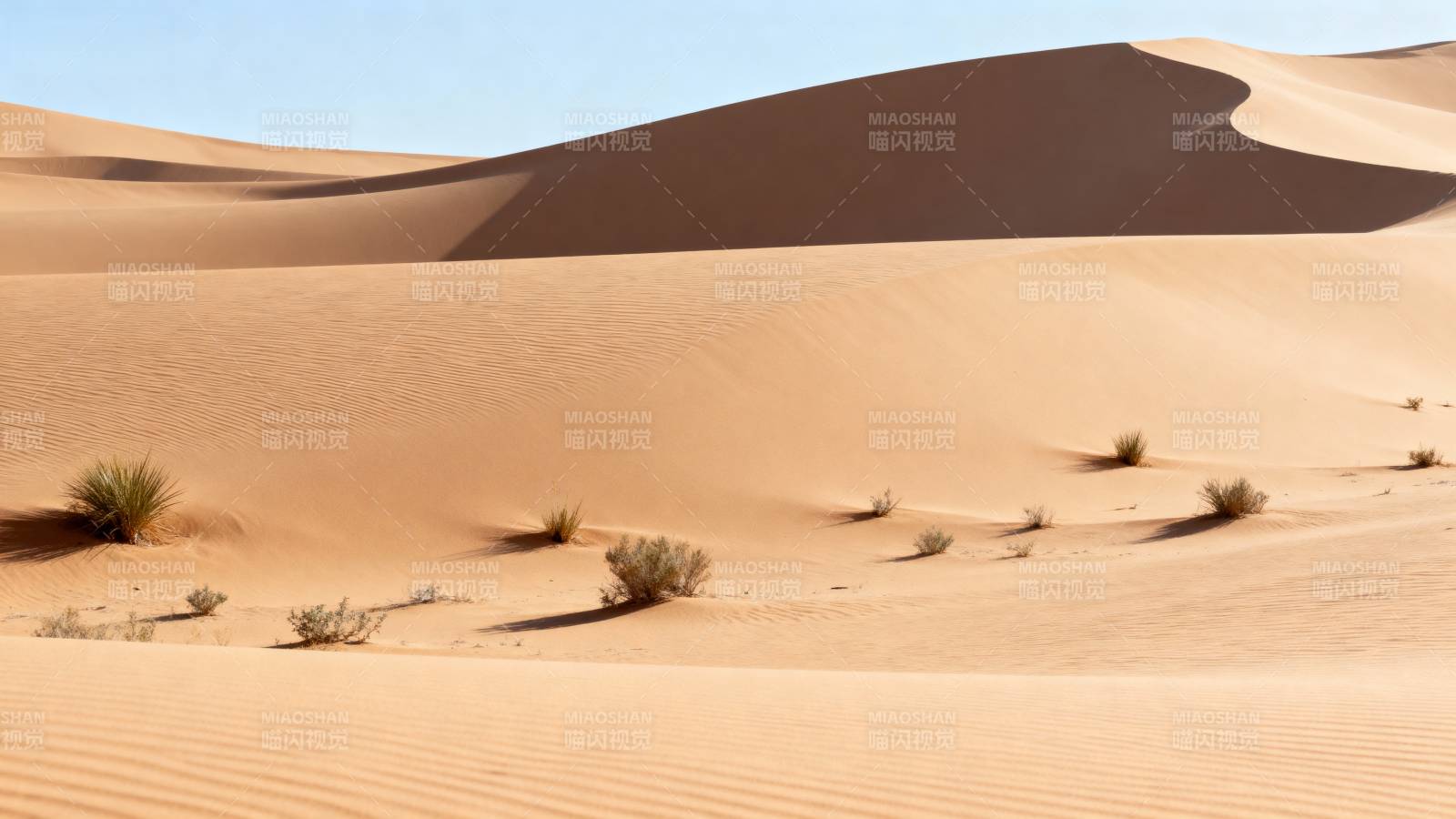 沙漠沙丘与绿植图片