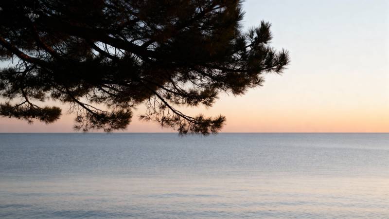 松枝映湖日落图片