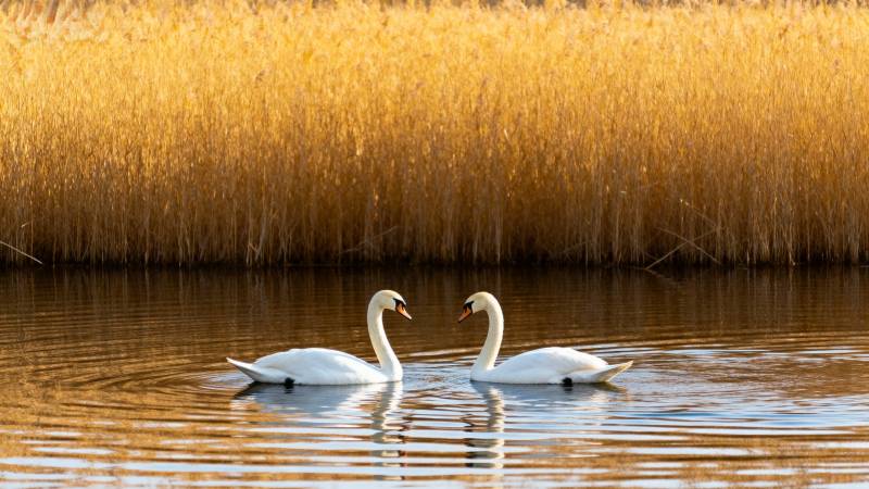 双鹅戏水金秋景图片