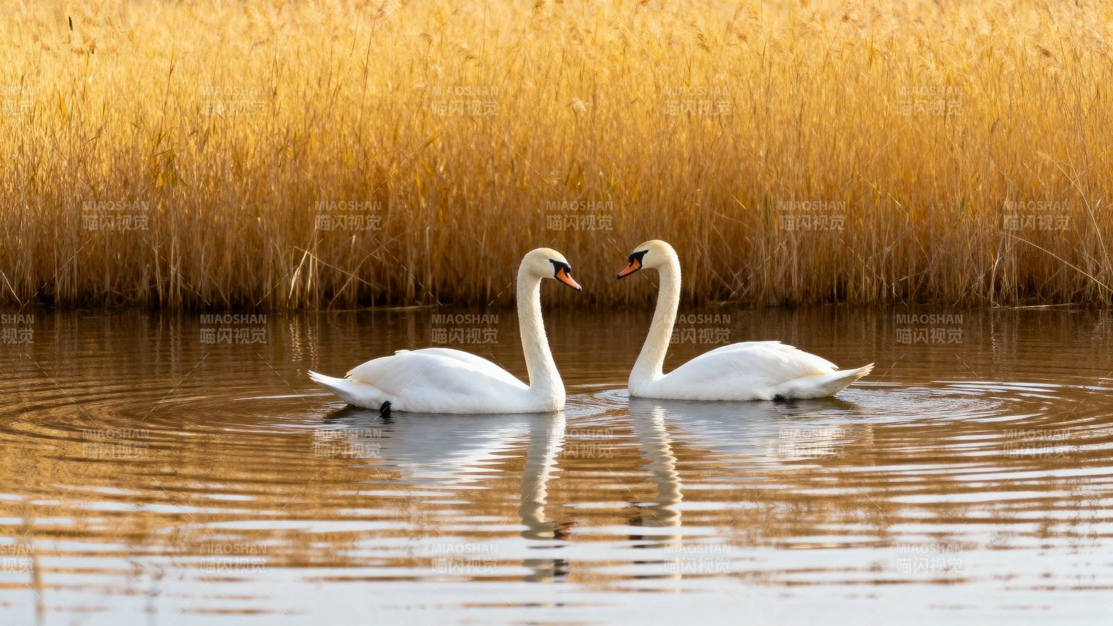 双鹅戏水金秋景图片