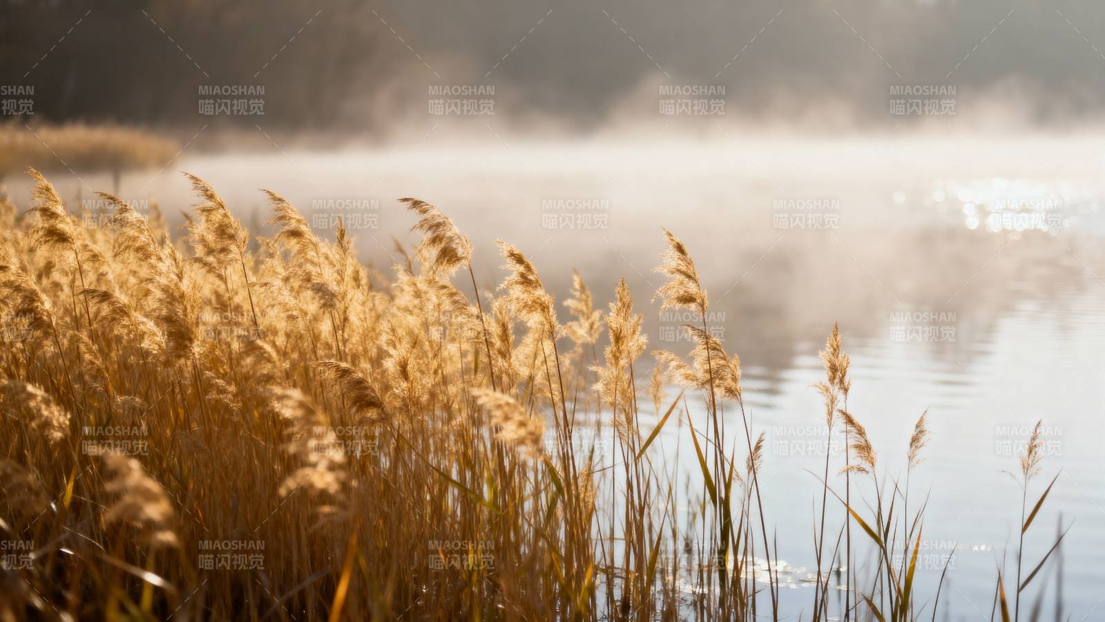 晨雾湖畔芦苇黄图片