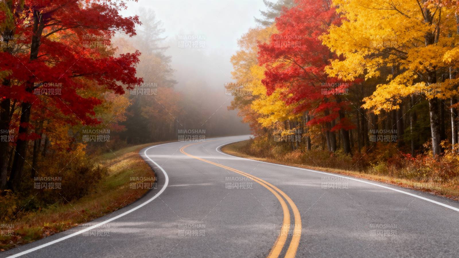 秋雾林间路图片