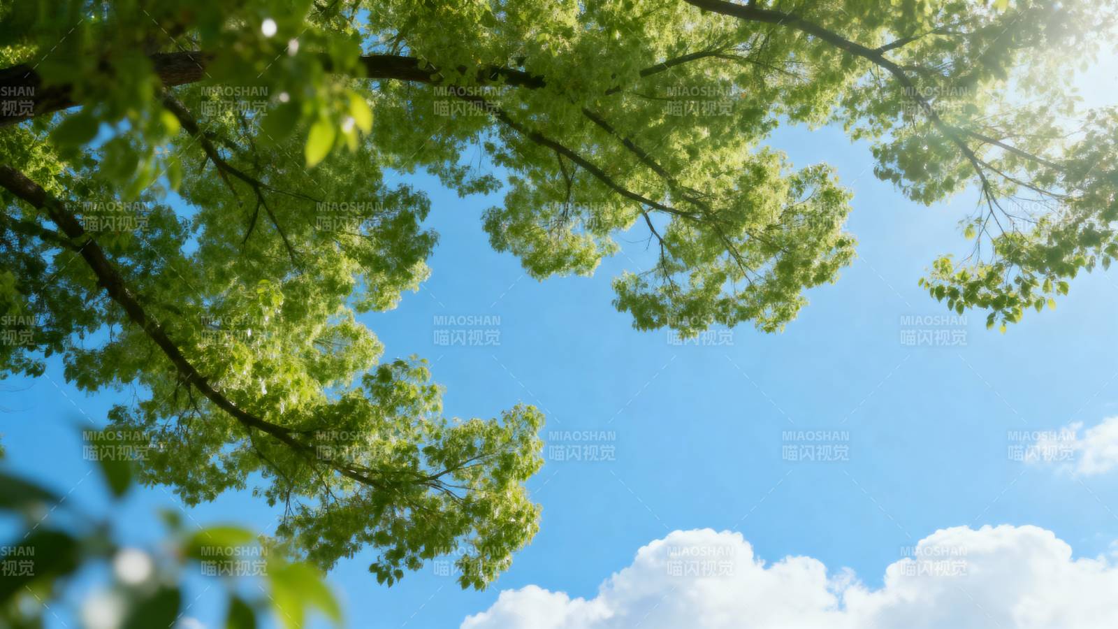 绿叶蓝天 晴空万里图片