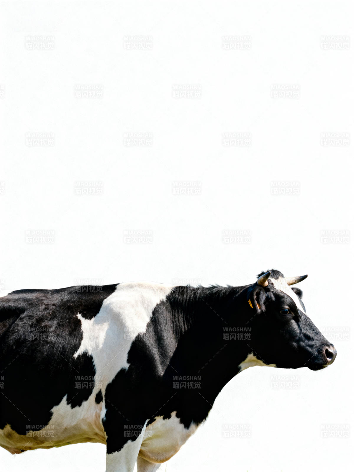 黑白奶牛侧影图片