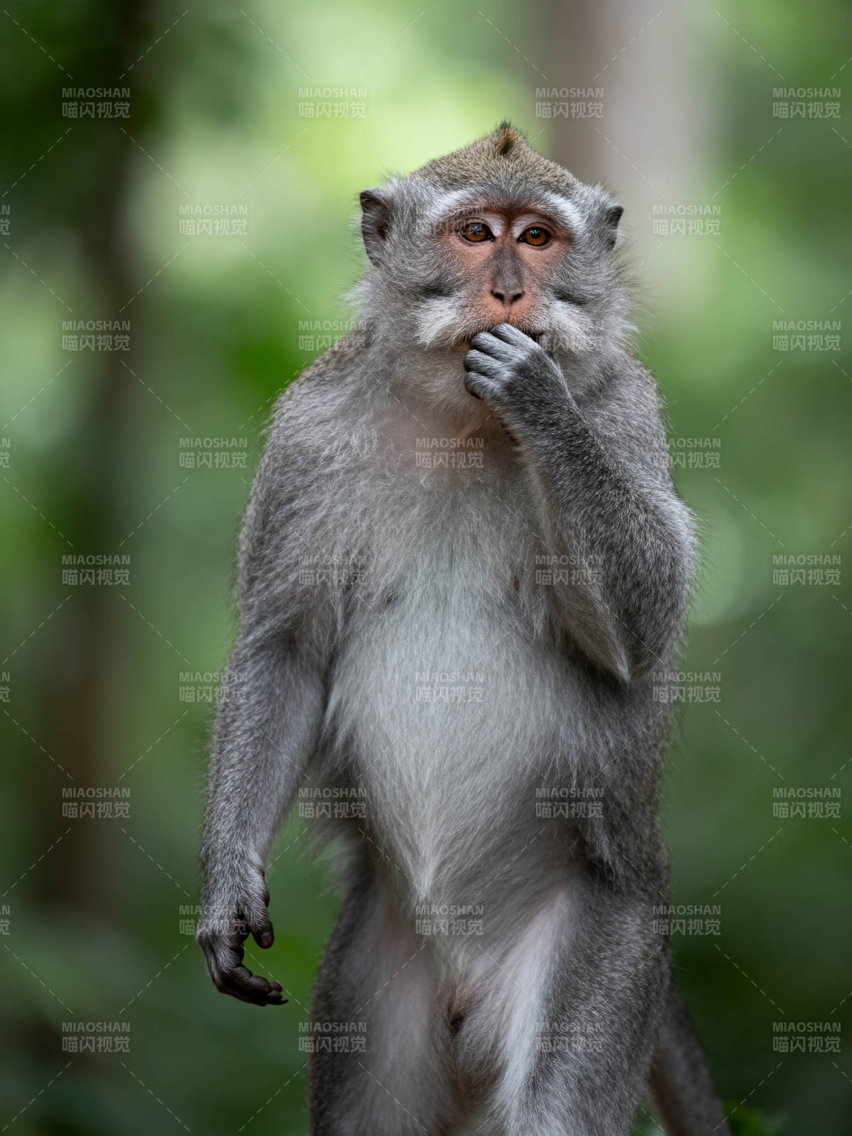沉思的猴子图片