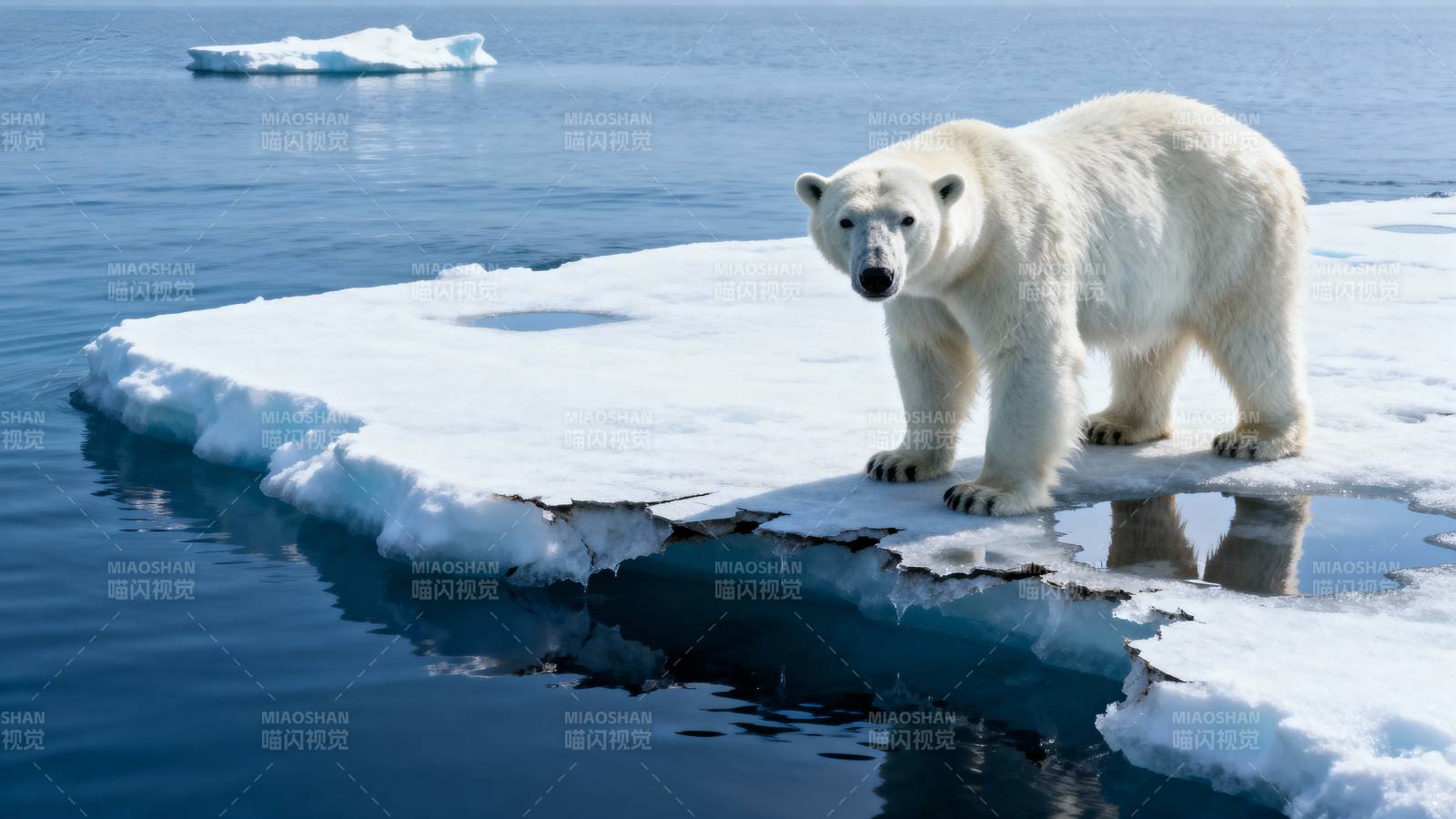 北极熊立冰上图片