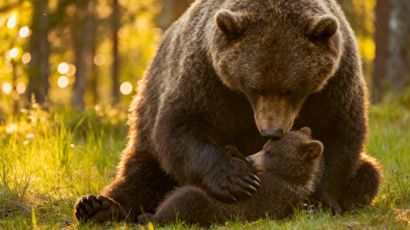 母熊亲吻幼崽图片