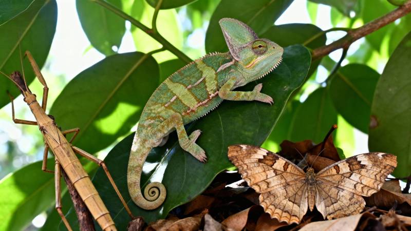 叶间三生灵图片