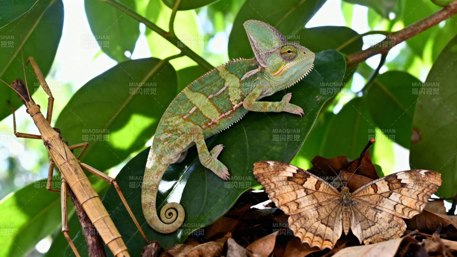 叶间三生灵图片