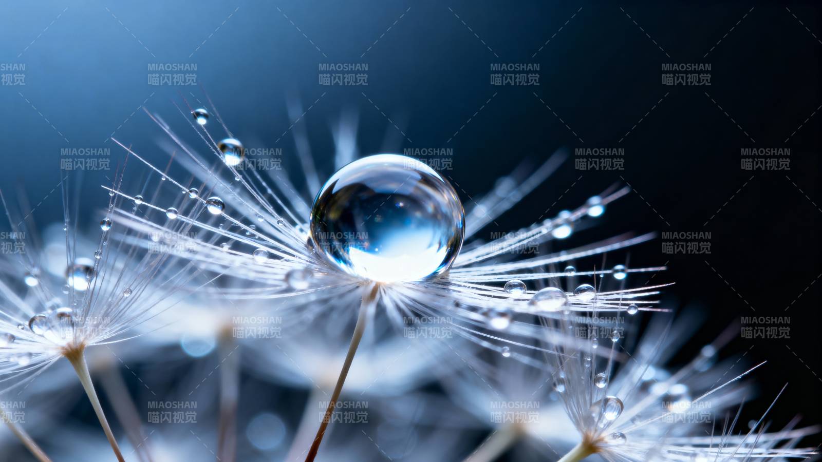 露珠映照蒲公英图片