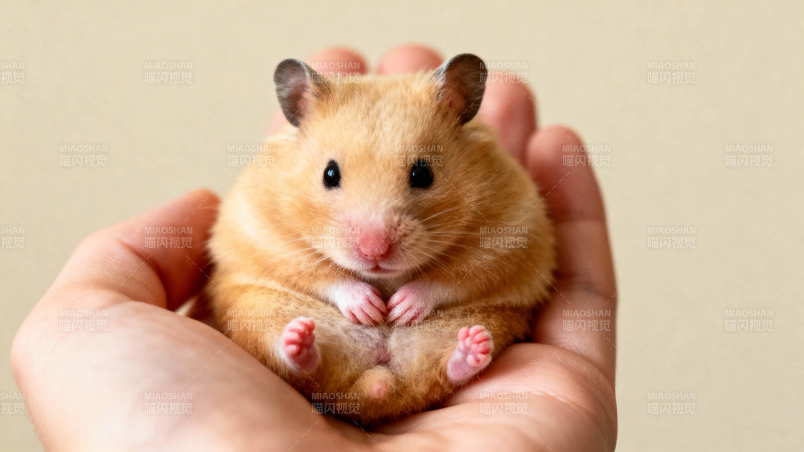 掌心小仓鼠图片