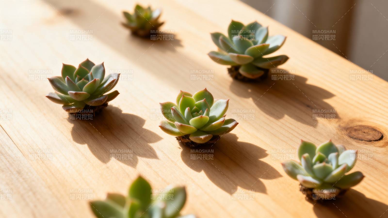 多肉植物静置木桌图片