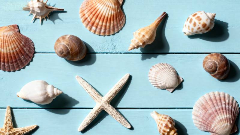 贝壳与海星的静物图片