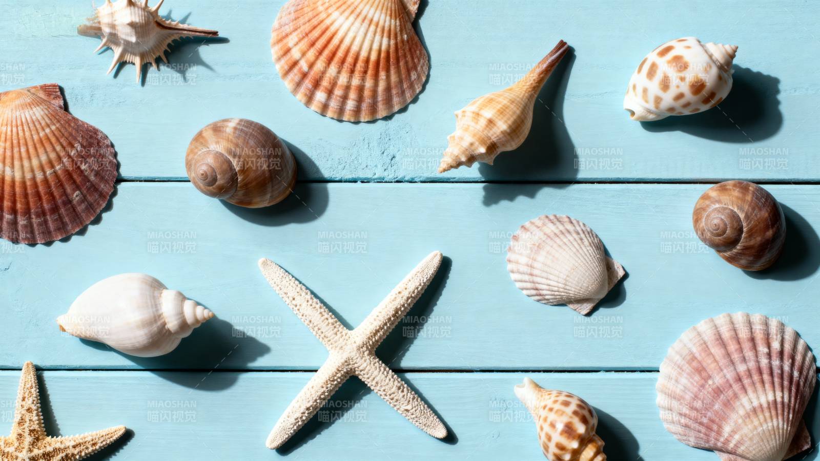 贝壳与海星的静物图片
