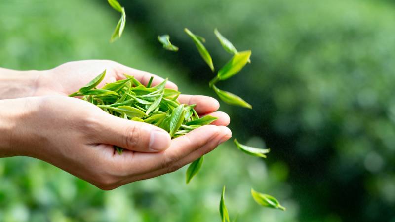 手捧新采嫩茶叶图片