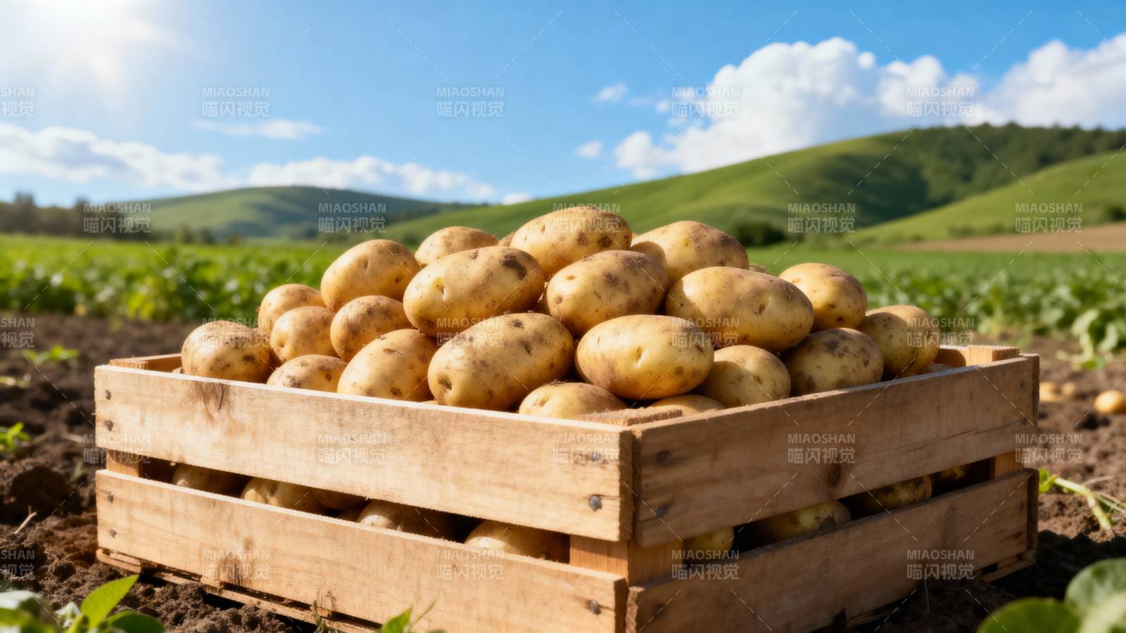 丰收的土豆箱图片