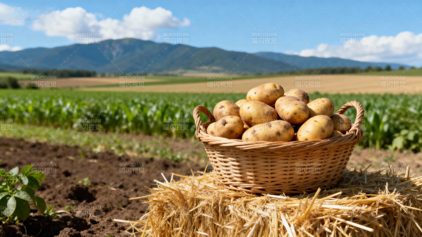 丰收的土豆篮图片