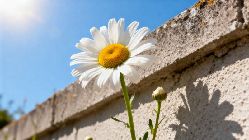 雏菊映墙影图片