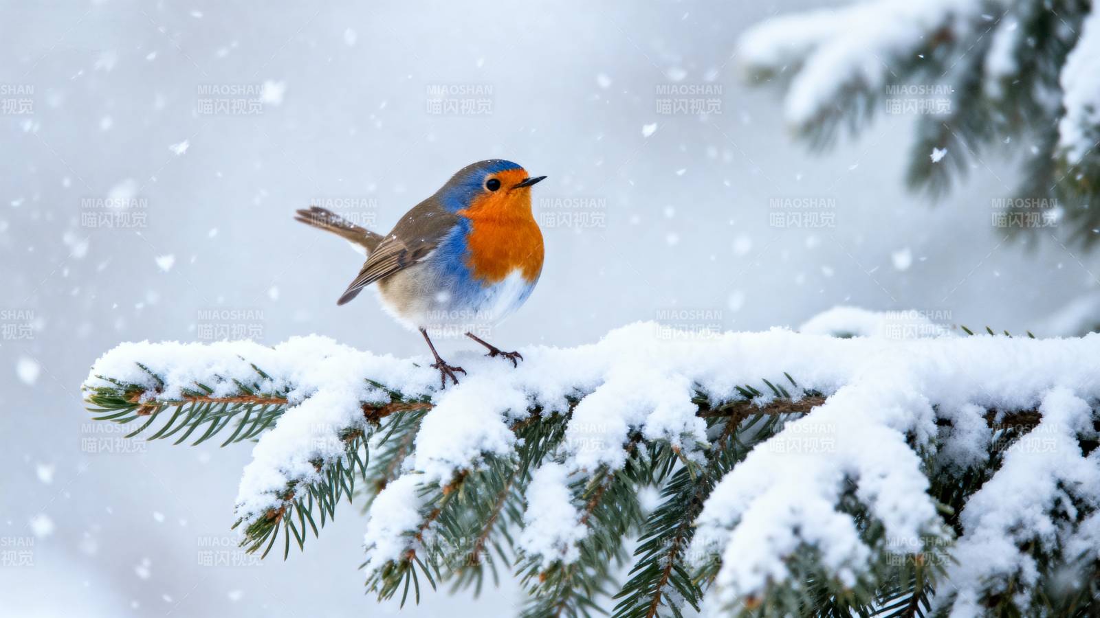 雪中红胸鸟图片