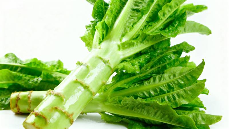 新鲜莴苣特写图片