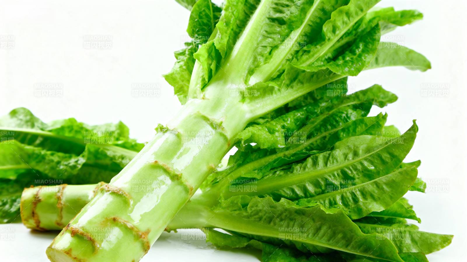 新鲜莴苣特写图片