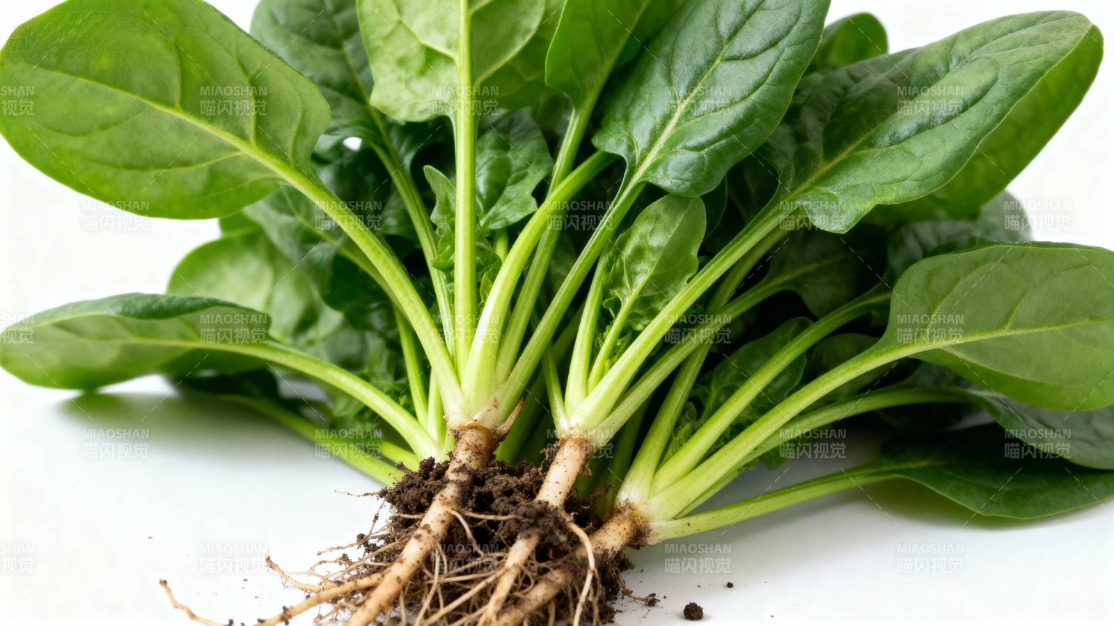 新鲜菠菜根茎图片