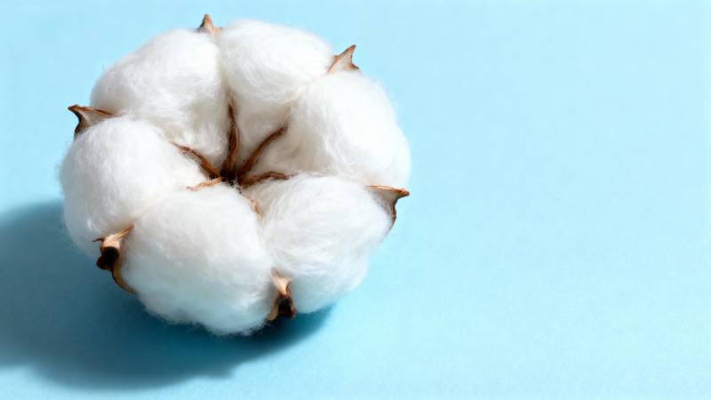 洁白棉絮静谧绽放图片