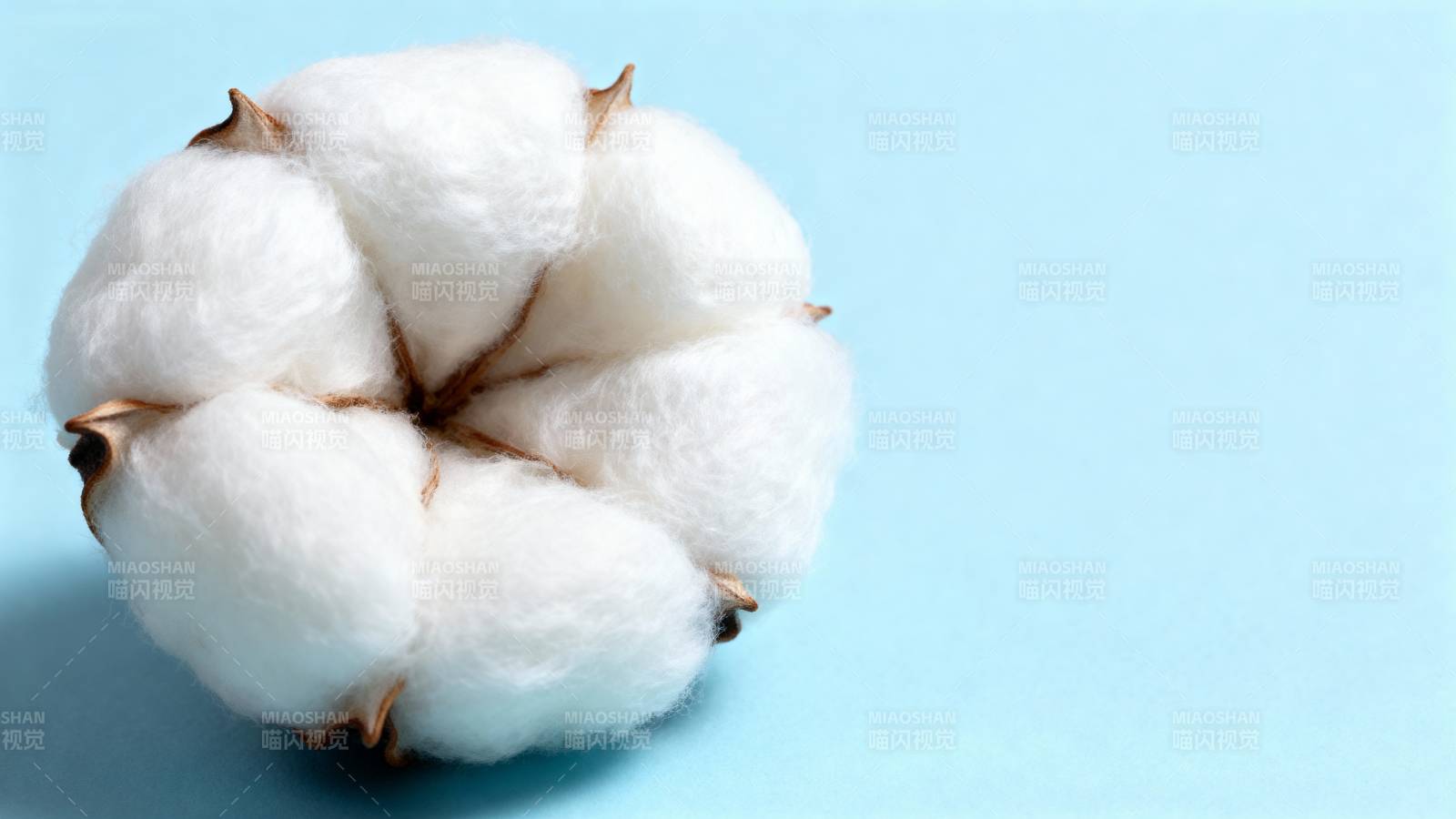 洁白棉絮绽放图片