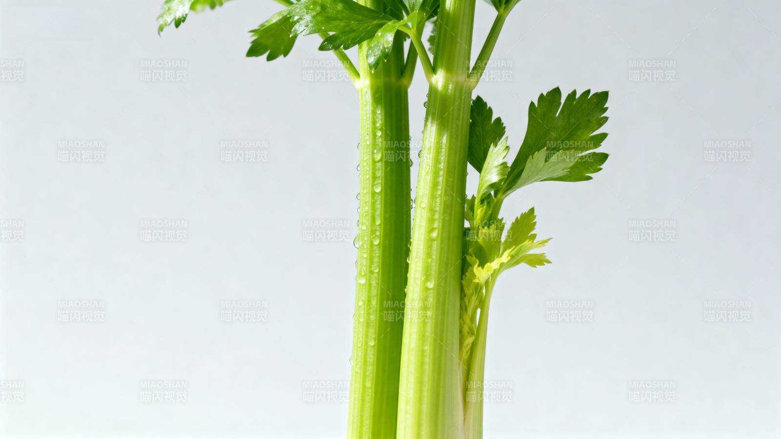 新鲜芹菜特写图片