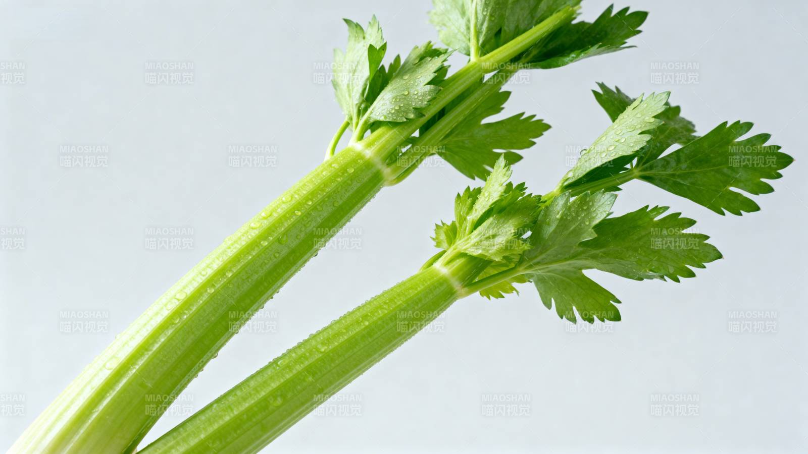 新鲜芹菜茎叶图片