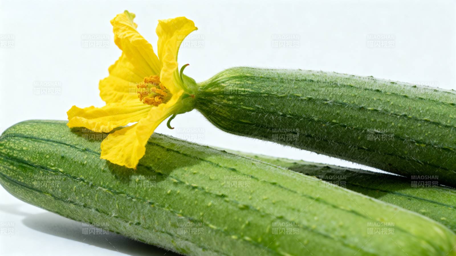黄瓜带花 新鲜诱人图片