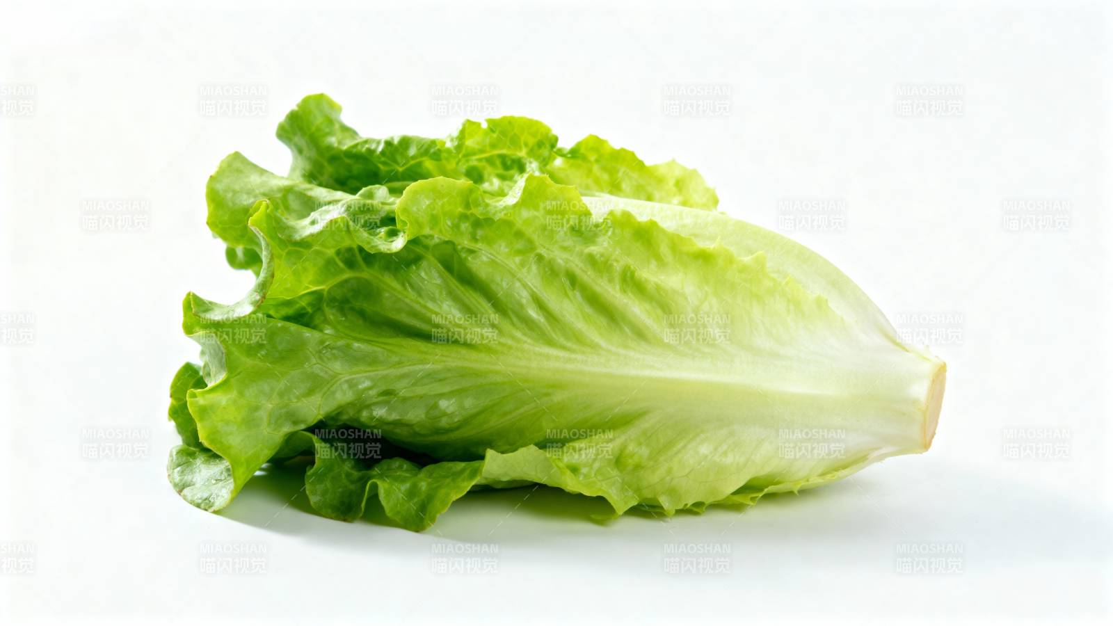 新鲜生菜叶图片