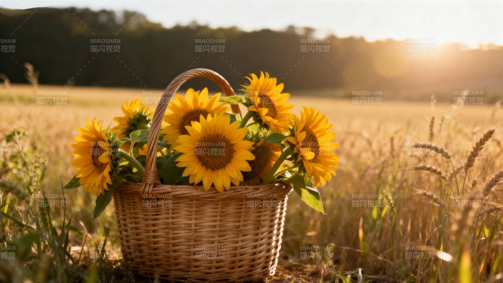 向日葵篮子图片