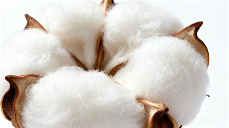 洁白棉絮绽放图片