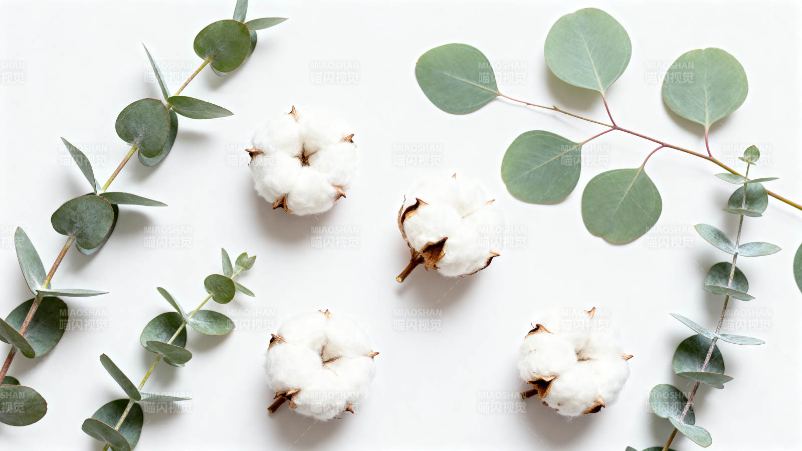 棉絮与桉叶静谧美图片