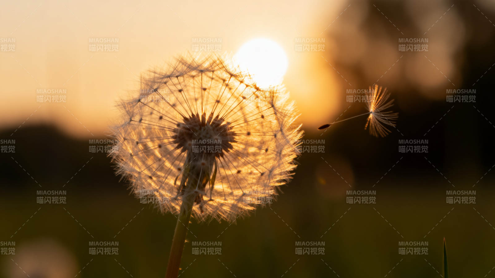 夕阳下的蒲公英图片