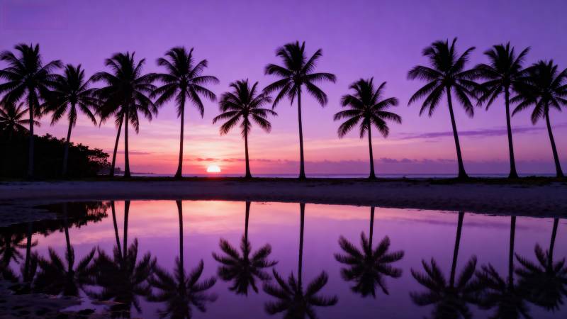 椰林夕照倒影图片