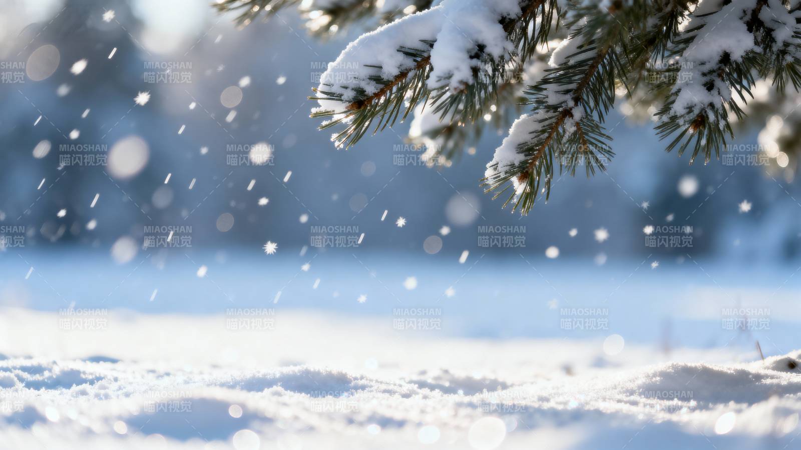 雪落松枝图片